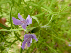 Westringia eremicola