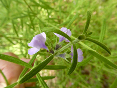 Westringia eremicola
