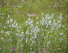 Physostegia angustifolia