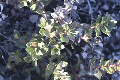 Arctostaphylos pacifica