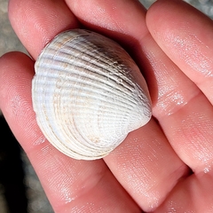 Austrovenus stutchburyi