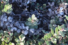 Arctostaphylos pacifica
