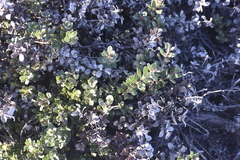 Arctostaphylos pacifica