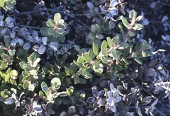Arctostaphylos pacifica