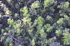 Arctostaphylos imbricata