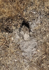 Oryctolagus cuniculus