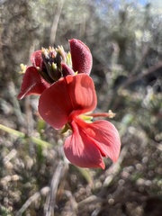 Indigofera complanata