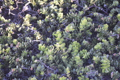 Arctostaphylos imbricata