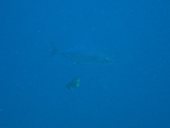 Craterognathus plagiotaenia