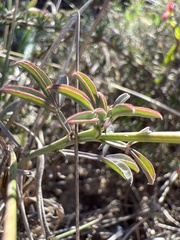Indigofera complanata