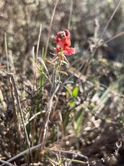 Indigofera complanata