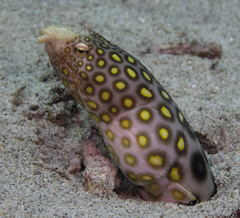 Ophichthus polyophthalmus