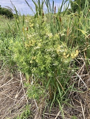 Gomphocarpus fruticosus
