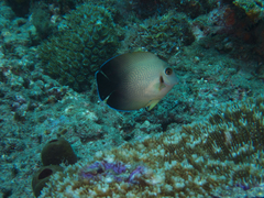 Acanthurus pyroferus