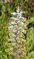 Lachenalia bolusii
