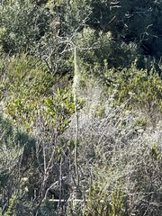 Bulbinella cauda-felis