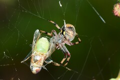 Salsa brisbanae