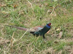 Phasianus versicolor