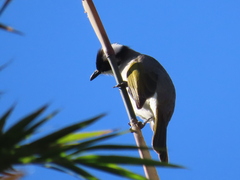 Pycnonotus sinensis formosae