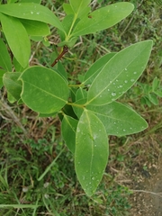 Wikstroemia indica