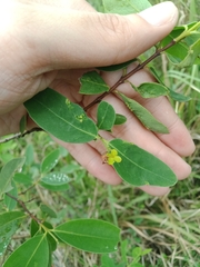 Wikstroemia indica