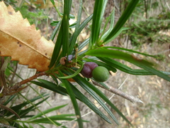 Podocarpus spinulosus