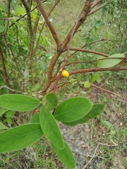 Wikstroemia indica
