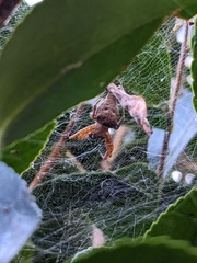 Cyrtophora exanthematica