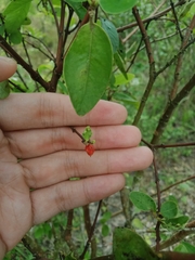 Wikstroemia indica