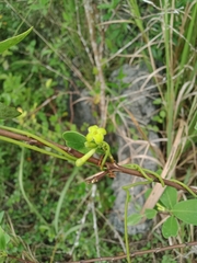 Wikstroemia indica