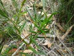 Podocarpus spinulosus