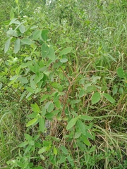 Wikstroemia indica
