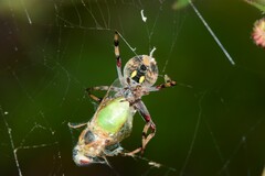Salsa brisbanae