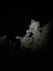 Philothamnus punctatus