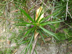 Podocarpus spinulosus