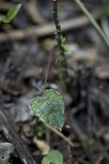 Corybas acuminatus