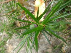 Podocarpus spinulosus