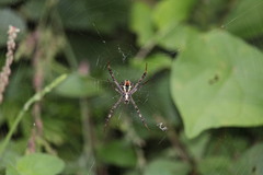 Argiope pulchella