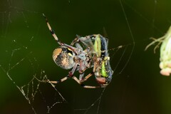 Salsa brisbanae