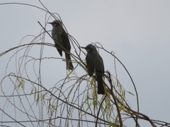 Hypsipetes amaurotis