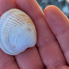 Austrovenus stutchburyi
