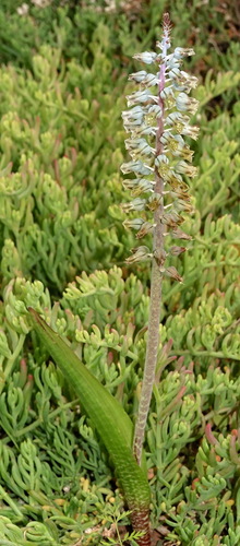 Image of Lachenalia bolusii by (c) desertnaturalist, some rights reserved (CC BY)