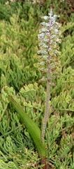 Lachenalia bolusii