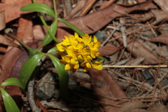 Listia bainesii
