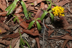 Listia bainesii
