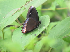 Gyrocheilus patrobas patrobas