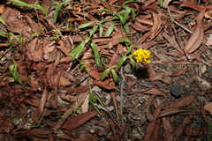 Listia bainesii