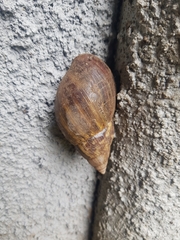 Lissachatina fulica