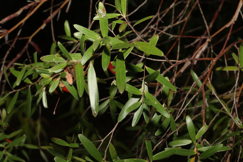 Image of Ngungun May Bush (Aggreflorum luehmannii) by (c) Greg Tasney, some rights reserved (CC BY-SA)