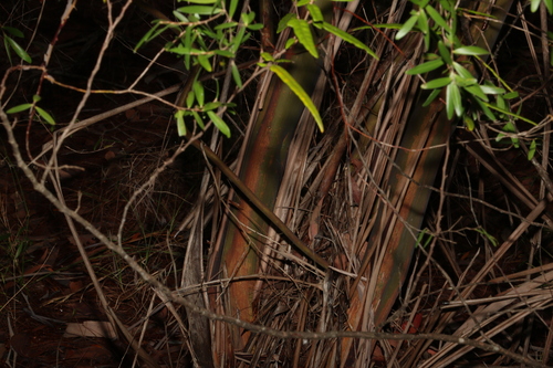 Image of Ngungun May Bush (Aggreflorum luehmannii) by (c) Greg Tasney, some rights reserved (CC BY-SA)